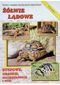 Żółwie lądowe