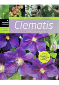 Clematis i inne pnącza ogrodowe