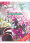 Rośliny pokojowe i balkonowe Nastrojowe wnętrze
