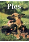 Pies