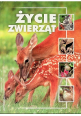 Życie zwierząt