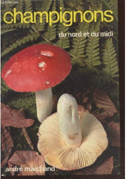 Champignons du nord et du midi