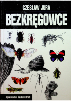 Bezkręgowce