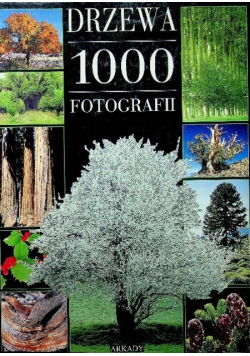 Drzewa 1000 Fotografii