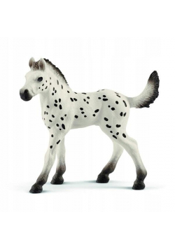 Źrebię rasy Knapstrupper Foal