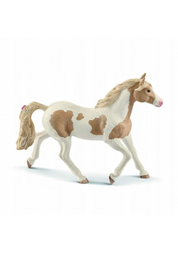 Klacz rasy Paint Mare