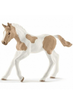 Źrebię rasy Paint Foal