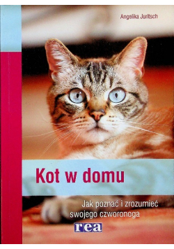 Kot w domu