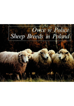 Owce w polsce