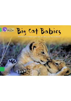 Big Cat Babies