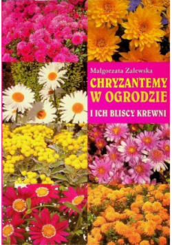 Chryzantemy w ogrodzie