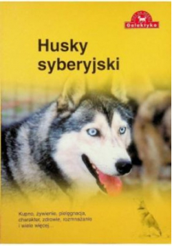 Husky syberyjski