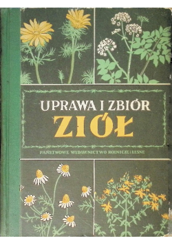 Uprawa i zbiór ziół