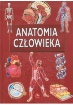 Anatomia człowieka