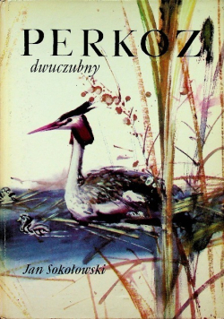 Perkoz dwuczubny