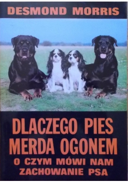 Dlaczego pies merda ogonem o czym mówi nam zachowanie psa