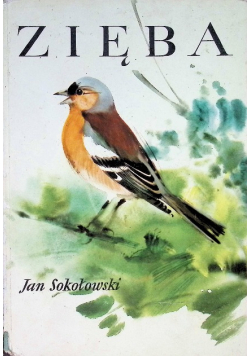 Zięba