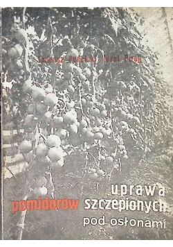 Uprawa pomidorów szczepionych pod osłonami