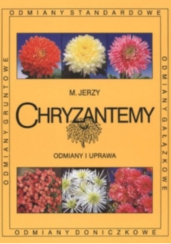 Chryzantemy