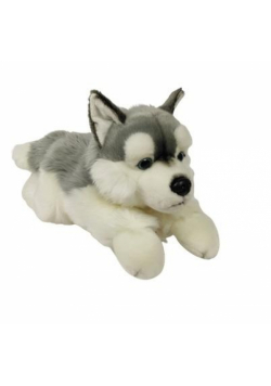 Pies Husky 61cm