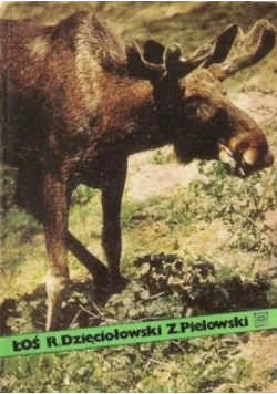 Łoś