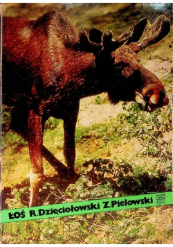 Łoś