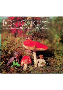 Bór i gaik w barwach jesieni