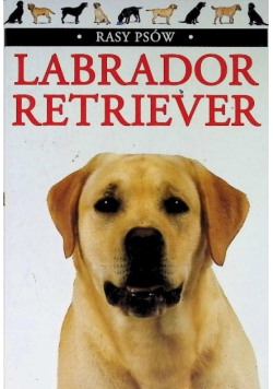 Labrador retriever