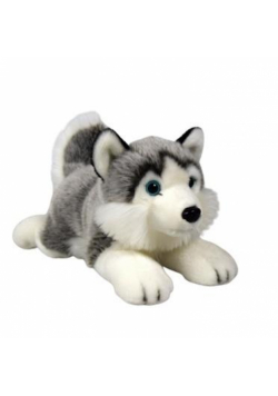 Pies Husky 27cm