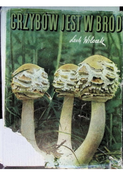 Grzybów jest w bród