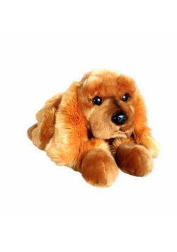 Pies Spaniel 62cm