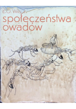 Społeczeństwa owadów