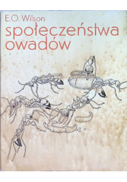 Społeczeństwa owadów