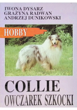 Collie owczarek szkocki