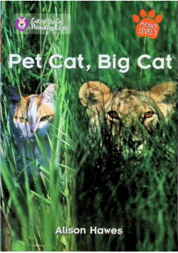 Pet Cat Big Cat