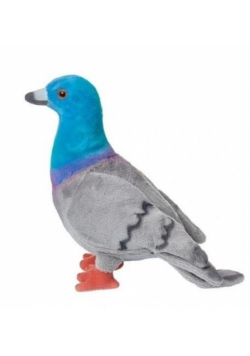 Gołąb miejski 20cm