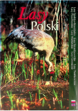 Lasy polski poland's forests