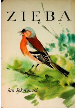 Zięba