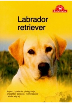 Pies na medal Labrador Retriever