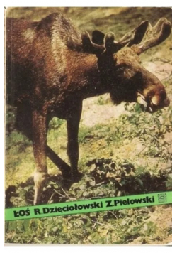 Łoś