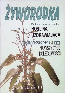 Żyworódka roślina uzdrawiająca