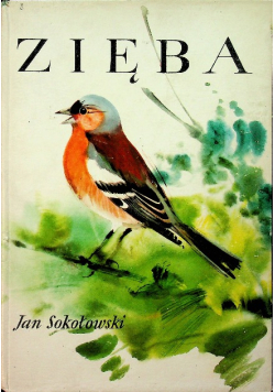 Zięba