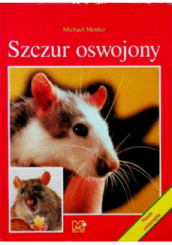 Szczur oswojony