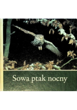 Sowa ptak nocny