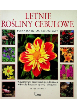 Letnie rośliny cebulowe