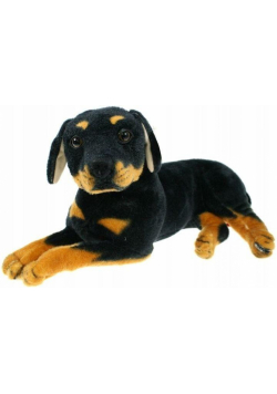 Pies rottweiler 47cm