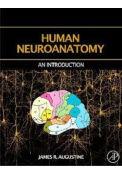 Human Neuroanatomy