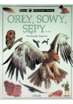 Orły, sowy, sępy... Poznaj ptaki drapieżne
