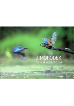 Zimorodek klejnot Wielkopolski
