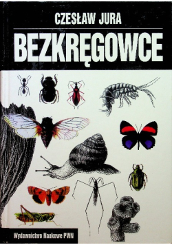 Bezkręgowce